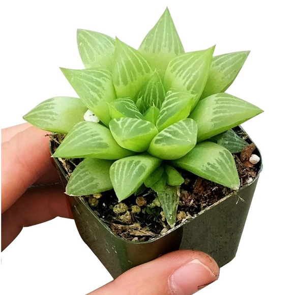 WINDOW HAWORTHIA plant fully rooted garden succulent - Picture 8 of 11